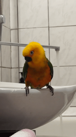 Sun conure parrot explores a running sink in a Khimki bathroom