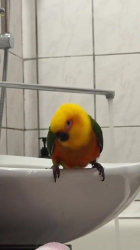 Sun conure parrot explores a running sink in a Khimki bathroom