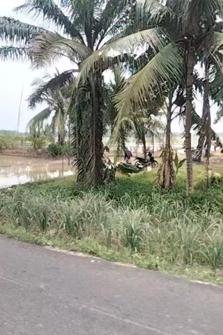 The video shows a flooded rice paddy field. There are coconut trees and other vegetation visible. The sky is cloudy. The video appears to be taken from a moving vehicle.