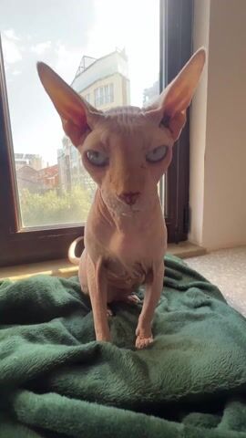 A hairless cat sits on a green blanket. The cat is indoors, in front of a window. Outside the window is a partially obscured view of a sunny city scene. The cat looks at the blanket, then at the camera.