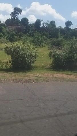 A vertical shot captures a rural roadside scene under a bright, cloudy sky. To the right, a weathered asphalt road with visible cracks curves gently into the distance. To the left of the road, a lush green landscape unfolds, featuring a mix of trees, bushes, and grassy areas. Large rocks and boulders are scattered amongst the dense vegetation, adding a rugged texture to the terrain. The overall impression is one of natural, untamed beauty.