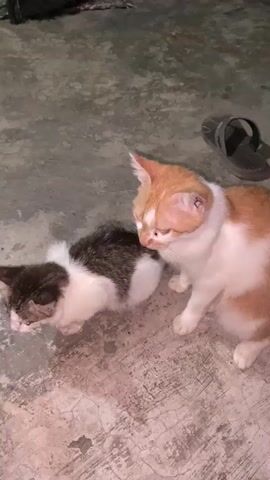The video shows two kittens on a concrete floor. One kitten is white and brown, lying down and looking to its left. The other kitten is orange and white, sitting and looking down at the first kitten. In the background, there is a black sandal and a broom. The environment appears to be outdoors or in an open-air structure. There is also a brief shot of an orange cat sitting on a ledge at night.