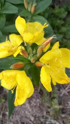 A close-up shot captures a cluster of bright yellow flowers with several unopened buds. The flowers have delicate, crinkled petals. The buds are a reddish-brown color and are clustered together at the center of the bloom. Green leaves form a backdrop. The lighting suggests it is daytime, possibly with diffused sunlight.
