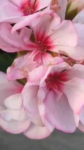 The video shows a close-up view of pink flowers with red centers, likely geraniums. The flowers are clustered together and appear to be outdoors. The background consists of green leaves and a gray, textured surface, possibly a stone or concrete planter. The camera slowly pans out, revealing more of the flowers and their surroundings. The lighting suggests it may be daytime, with soft natural light. There are no people or animals visible in the video.