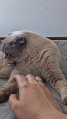 A Scottish Fold cat with cream and grey coloring lies on a grey blanket. A person's hand enters the frame from the bottom left and gently touches the cat's face and chin. The cat licks the person's finger at 00:01 and 00:02. The cat then nudges the finger with its nose and closes its eyes at 00:03 and 00:04. The background appears to be a wall with some patterned bedding.