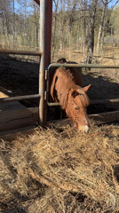 Miniature horses and goat feeding at Russian farm facility