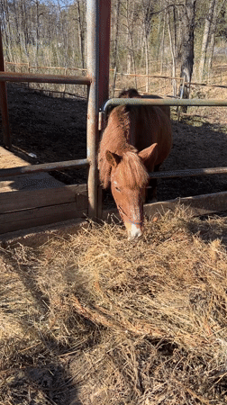 Miniature horses and goat feeding at Russian farm facility