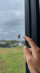 Insect clings to window during heavy rainfall in Mengwi