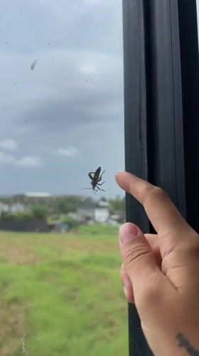 Insect clings to window during heavy rainfall in Mengwi