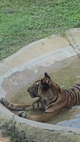 A tiger is in a shallow pool of water. The tiger is lying down and appears to be resting or cooling off. The pool is concrete and surrounded by grass. The tiger is mostly submerged in the water, with its head and front paws visible. Its body is striped with orange and black. The tiger is facing to the left of the frame. The water is murky and there are some leaves and debris floating in it. The grass surrounding the pool is green and appears to be well-maintained. The lighting suggests it is daytime.