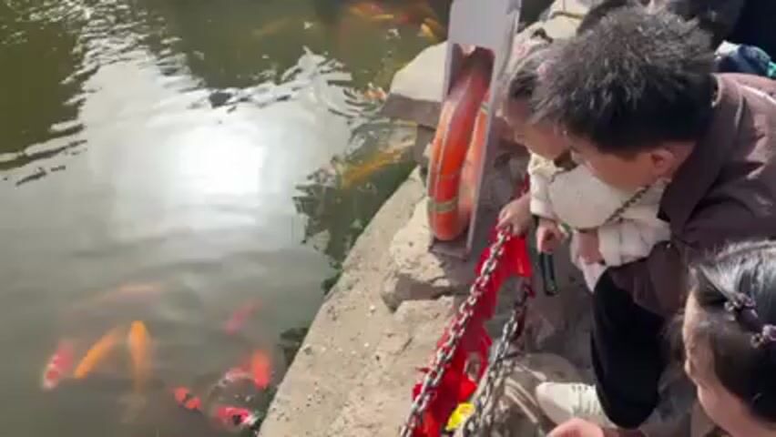 A family is gathered at the edge of a pond, looking at a group of colorful koi fish swimming in the water. The pond's edge is made of concrete, and there's a white post with an orange life preserver attached to it. A red chain is strung nearby, possibly as a safety barrier. The water reflects sunlight, creating a bright spot in the middle of the frame. The family consists of two adults and at least two children, one of whom is being held. The adults are pointing at the fish, and the children seem interested. The environment is a park or garden setting, with the pond being a central feature.