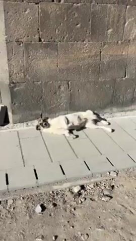 The video shows a dog lying on a concrete sidewalk next to a wall. The dog is mostly white with some darker markings on its head. The wall is made of gray stone blocks. The sidewalk is made of rectangular concrete slabs. There is dirt and some small rocks along the edge of the sidewalk. At first, the dog is lying still, seemingly asleep. Then, it slowly looks up at the camera. A child’s voice is heard, saying something that sounds like “Puss puss”.