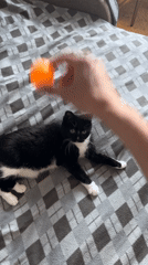 Black and white cat plays with an orange ball in Moscow