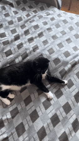 Black and white cat plays with an orange ball in Moscow