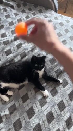 Black and white cat plays with an orange ball in Moscow