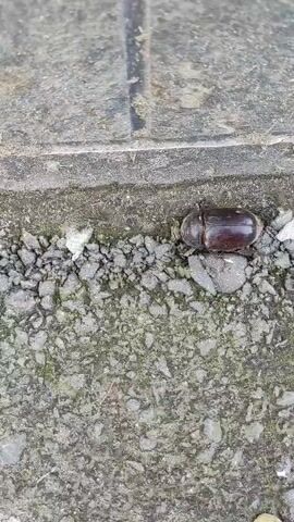 A beetle is shown on the ground. The ground is composed of concrete and gravel. The beetle is dark brown and appears to be moving slightly. There is some white debris near the beetle. The video is filmed from a top-down perspective.