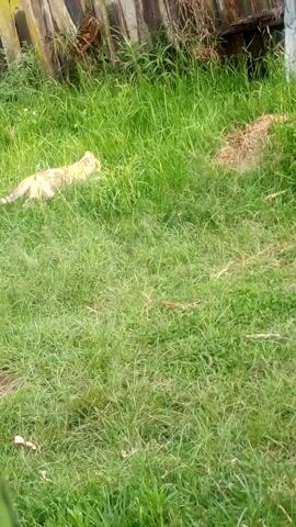 The video shows a patch of green grass with a light brown cat lying in it, next to a weathered wooden structure.
