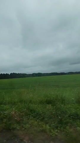 This is a short video, likely taken from a moving vehicle, showing a vast, green agricultural field under a cloudy sky. The field is densely covered with grass and some wildflowers, suggesting it's springtime or early summer. In the distance, a dark line of trees forms the horizon, separating the field from the sky. The clouds are heavy and gray, indicating an overcast day, possibly with a chance of rain. There are no people or specific objects visible in the frame, creating a sense of open space and natural landscape. The movement of the camera blurs the foreground, highlighting the motion and the expansive nature of the scene. The overall mood is calm and perhaps a bit somber due to the cloudy weather. The location context provided is "Поварёнки, Russia." There is no visible text in the video.