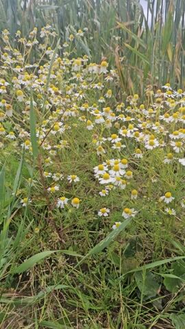 The video shows a close-up, horizontal view of a field of chamomile flowers interspersed with tall green grass and wheat stalks. The flowers are small with white petals and yellow centers, and they are growing in clusters. The wheat stalks are a light green color, and some appear to have seed heads. The sky in the background is overcast with clouds. The camera appears to be stationary.