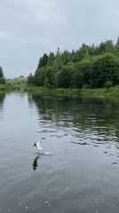 Overcast morning on a calm Russian river, birds and wildflowers