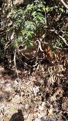 The video captures a top-down view of a patch of ground covered with foliage and debris. On the left, green leaves and branches of a plant are visible, some of which are illuminated by sunlight. The right side of the frame is dominated by dry, brown leaves and twigs, interspersed with patches of dirt and small stones. A shadow of what appears to be a tree branch falls across the scene. The ground is uneven and appears to be outdoors.