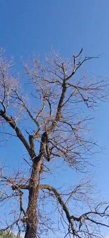 A low-angle, vertical shot captures a bare deciduous tree against a bright, clear blue sky. The tree's branches are stark and leafless, showcasing a complex network of limbs and twigs. The trunk is thick and textured, suggesting age. The lighting indicates a sunny day, possibly late afternoon or early morning due to the upward angle of the shot. No people or other objects are visible.