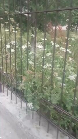 The video shows a close-up view of a metal fence with vertical bars. Beyond the fence, there is overgrown vegetation with green leaves and some white flowers. The ground in front of the fence appears to be concrete or a similar paved surface. The camera is moving, suggesting someone is walking alongside the fence. The scene is outdoors, likely in a suburban or urban environment, given the presence of the fence and what appears to be a building in the background, partially obscured by trees and foliage. The lighting suggests it is daytime.