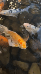 Entertainment venue visit documented in Glazov features arcade games, koi pond