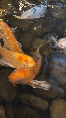Entertainment venue visit documented in Glazov features arcade games, koi pond