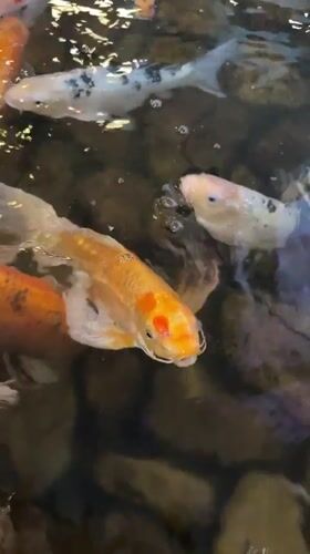 Entertainment venue visit documented in Glazov features arcade games, koi pond