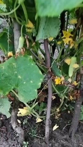 The video shows a close-up view of a cucumber plant growing outdoors. The plant has large green leaves and small yellow flowers. Several small cucumbers are visible, some are green and elongated, while others are slightly lighter green. The plant is supported by thin stakes or branches. The ground beneath the plant appears to be soil with some debris. The camera is held steady, panning slightly to show different parts of the plant.