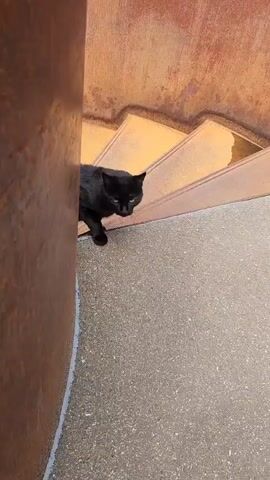 The video shows a black cat walking towards the camera. It is positioned on a concrete surface beside a rusty, curved wall and stairs. The cat moves deliberately with its tail raised. The cat meows softly at the end of the clip.