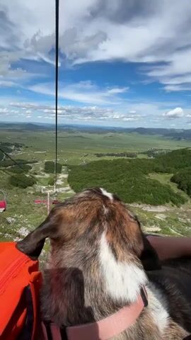 The video shows a dog's perspective from a ski lift traveling up a mountain. The dog, wearing a pink collar, looks out at a vast green landscape with rolling hills and a clear blue sky with white clouds. In the distance, a ski lift with pink chairs can be seen traversing the mountainside. The image is slightly tilted, and the focus is on the dog's head and the scenic view.