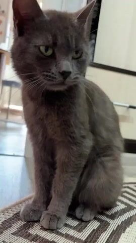 This media file features a domestic short-haired cat, appearing to be a Russian Blue due to its grey fur and green eyes, sitting on a woven mat indoors. The cat is captured in a series of close-up shots, focusing on its face and upper body. In the initial frames, the cat is looking directly at the camera, with its tongue slightly extended, suggesting it might be grooming or licking its nose. The background appears to be a room in a residential setting, with hints of furniture and possibly a kitchen area in the distance, illuminated by natural light coming from a window. The overall mood is calm and intimate, highlighting the cat's natural behaviors. There is no visible text in the media file. The location context of Kuvshinovo, Russia, places this scene within a specific geographic area, though no overt visual cues within the frames definitively confirm this location beyond the provided metadata.