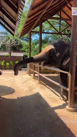 A woman is feeding an elephant. The elephant is behind a metal fence and is reaching its trunk out towards a basket held by the woman. The basket contains dark colored food items. The woman is wearing a black shirt and shorts, and white shoes. She is standing on a raised platform. The elephant is under a thatched roof structure with wooden beams. The ground is dirt. In the background, there are trees and buildings. The lighting suggests it is daytime and sunny.
