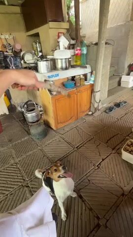 A person's hand is holding a stick out towards a small dog, a Jack Russell Terrier mix, which is sitting on a tiled floor. The dog is looking up at the stick with its mouth open, appearing eager. In the background, there is a cluttered outdoor kitchen area with cabinets, pots, and bottles. A second, larger dog, a light-colored Labrador Retriever mix, walks into the frame on the right side.