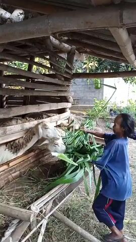 A person is feeding several sheep from a wooden trough. The sheep are in a pen made of wood and bamboo. The person is holding a bunch of green leaves and placing them into the trough for the sheep to eat. The environment appears to be outdoors, with vegetation visible in the background.