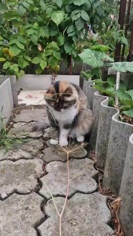 A calico cat sits on a paved walkway surrounded by greenery. The cat moves its front right paw, then its front left paw, then its front right paw again, and finally its entire body jumps up and its front paws swat at something off-camera. The cat then returns to its sitting position.