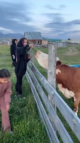 Three young women are interacting with a cow at a wooden fence in a rural setting. The woman in the foreground, wearing a pink tracksuit, is bending down and reaching towards the grass. The woman in the center, wearing a black hoodie and leggings, is standing and feeding the cow grass from her hand, holding a phone in her other hand. The cow is leaning over the fence, reaching for the grass. In the background, another woman in a black hoodie is standing with a white bottle. The environment appears to be a farm or rural village with wooden buildings visible in the distance under a cloudy sky. The ground is covered in green grass.