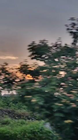 The video shows a rural landscape at sunrise or sunset. The sun, a bright orb, is visible through the hazy sky, casting a warm glow. In the foreground, there is a field of lush green crops, possibly corn, with some taller plants and bushes interspersed. In the background, several trees stand silhouetted against the sky. The camera appears to be moving, giving a sense of travel through the scene. The overall mood is serene and natural.