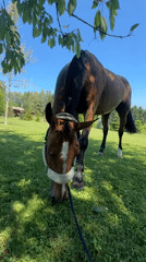 Horse grazes in Austrian field on sunny morning