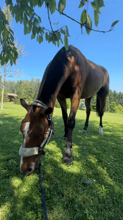 Horse grazes in Austrian field on sunny morning