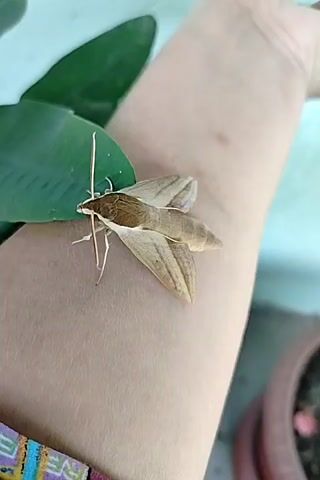 A hawk moth is perched on a person's arm. The moth is light brown with darker markings on its wings. Its antennae are long and slender. The person's arm is fair-skinned and appears to be resting on a surface. A green leaf is visible to the left of the moth, and a potted plant is in the background. The video is shot from a close-up perspective, focusing on the moth and its immediate surroundings.