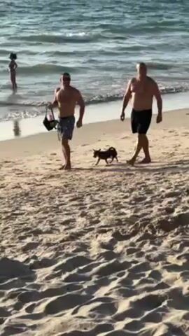 Two men walk along a sandy beach, accompanied by a small brown dog. The men are shirtless and wearing swim trunks; one carries a bag. The dog trots between them, matching their pace. In the background, the ocean meets the shoreline with gentle waves, and other people are visible wading in the water. The scene is illuminated by sunlight, casting shadows on the sand.