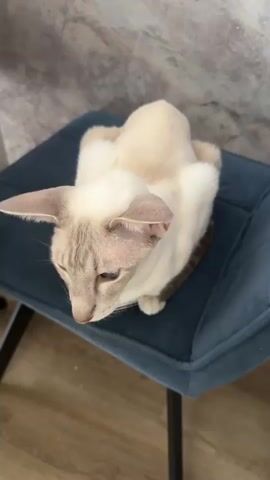 The video shows a close-up, overhead shot of a Siamese cat sitting on a dark blue, tufted stool. The cat has striking blue eyes, large pointed ears, and light cream-colored fur with tabby markings on its face and ears. The background is out of focus, showing a textured wall and a wooden floor. The cat's gaze is directed towards the camera, and its ears are slightly tilted. The lighting is bright, highlighting the cat's features.