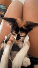 Calico kitten held by person in Kuta, Indonesia