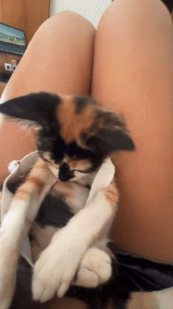 Calico kitten held by person in Kuta, Indonesia
