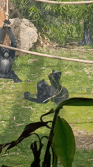 Three apes observed playing in enclosure