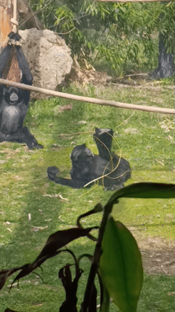 Three apes observed playing in enclosure