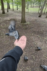 Morning park visit features wildlife feeding and nature observation